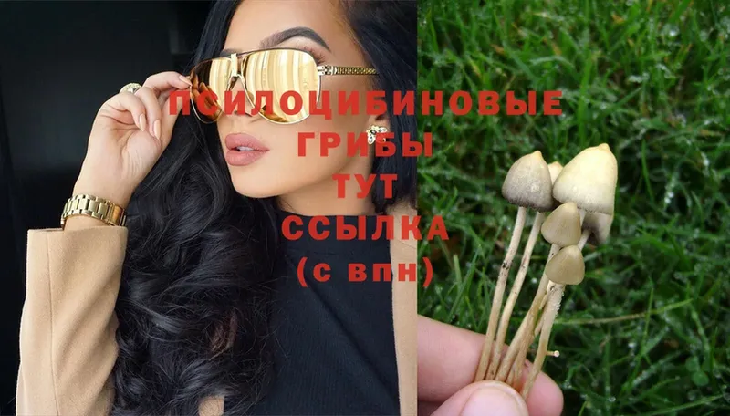 Галлюциногенные грибы Psilocybe  Азнакаево 